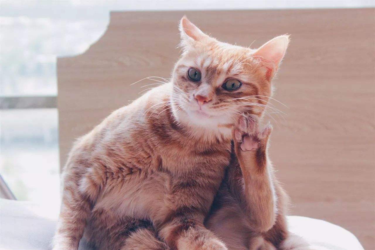 专升本语文复习切忌死记硬背对答案(图1) 专升本语文复习切忌死记硬背对答案