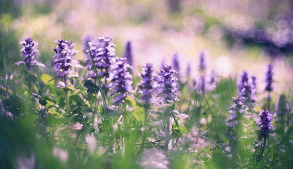 专科学历在学信网上查询不到是否可以报考成人高考本科?(图1) 专科学历在学信网上查询不到是否可以报考成人高考本科?