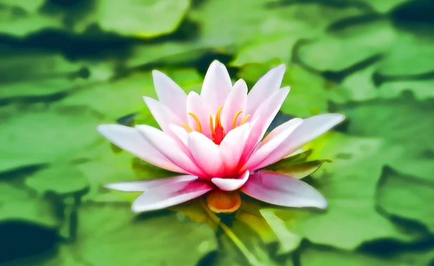 浙江成人高考高中学历可以报函授本科吗?(图1) 浙江成人高考高中学历可以函授本科吗?