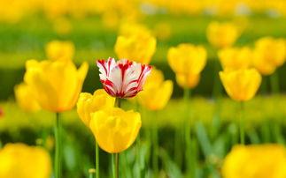 分享经验!浙江成人高考数学公式的记忆方法(图1) 分享经验!成人高考数学公式的记忆方法