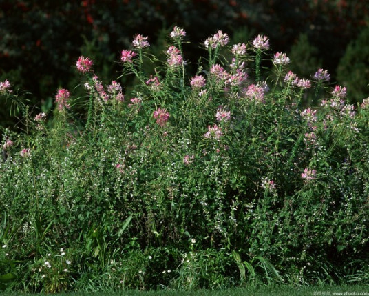 浙江省成人高考成考[园艺]专业介绍